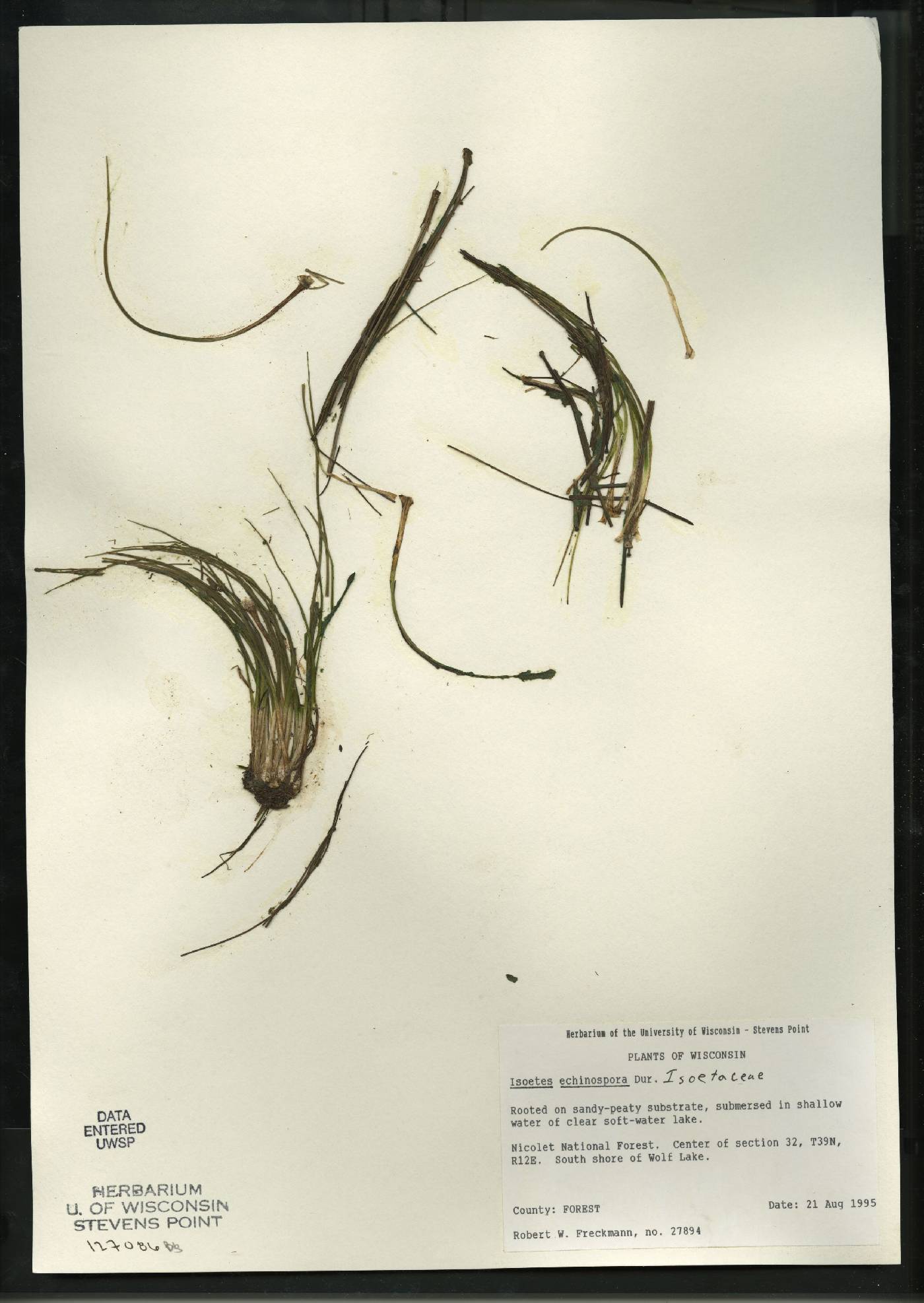 Isoëtes echinospora image