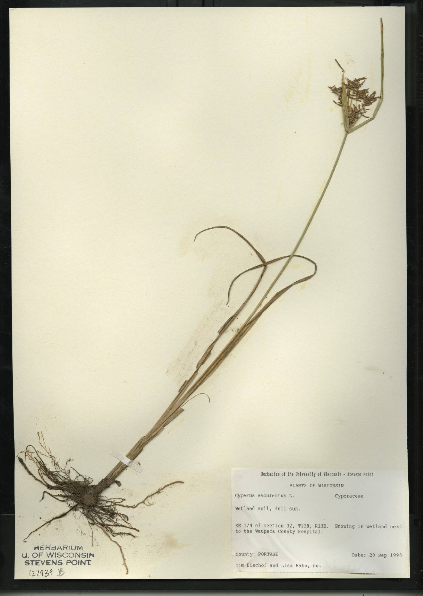 Cyperus esculentus var. leptostachyus image