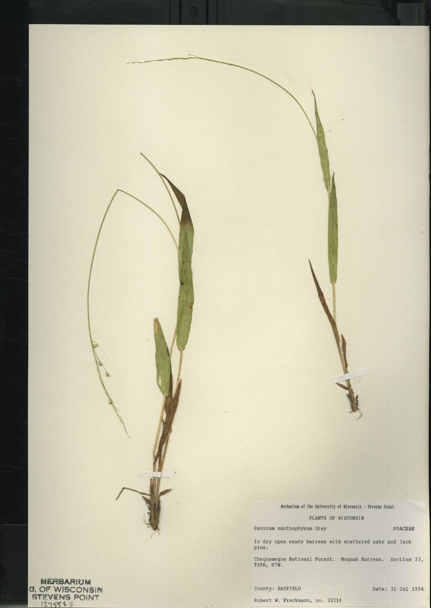 Dichanthelium xanthophysum image