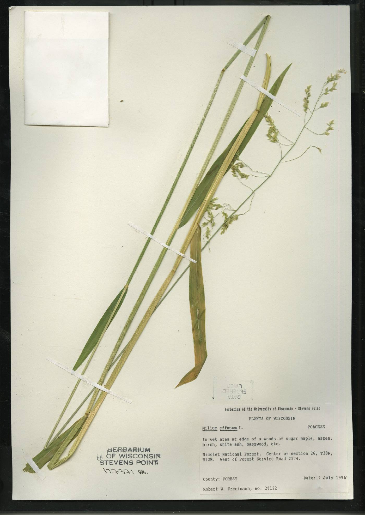 Milium effusum image