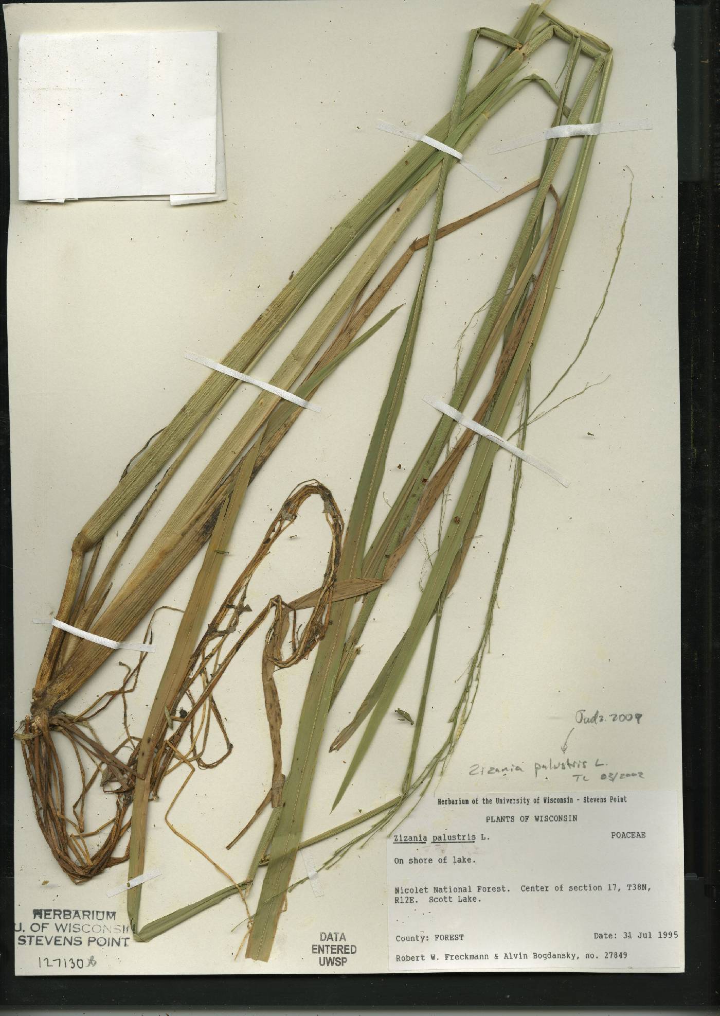 Zizania palustris image