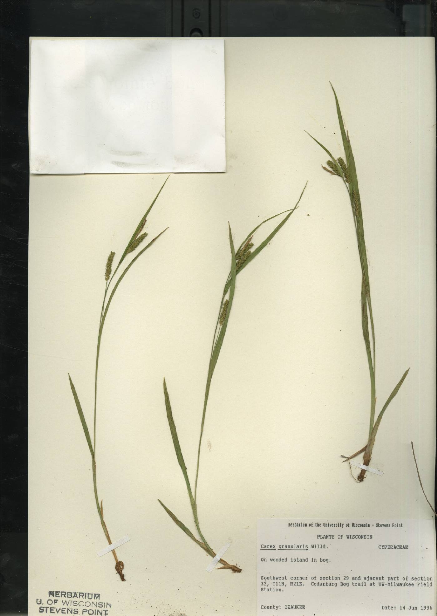 Carex granularis image