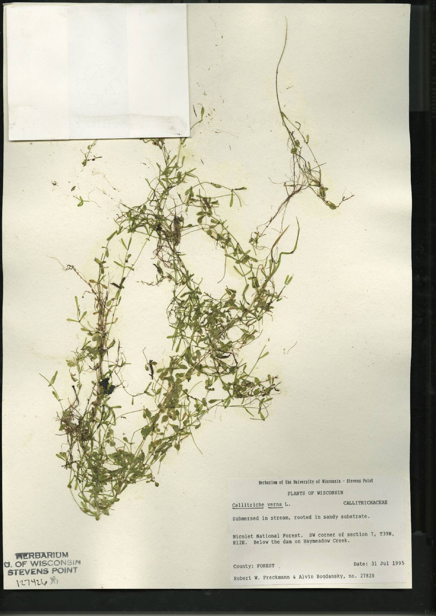Callitriche palustris image