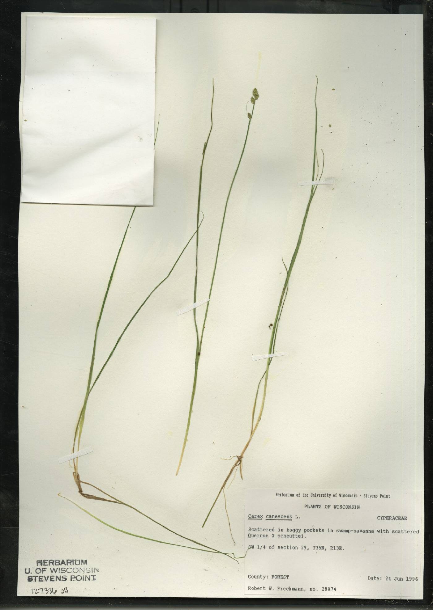 Carex canescens image