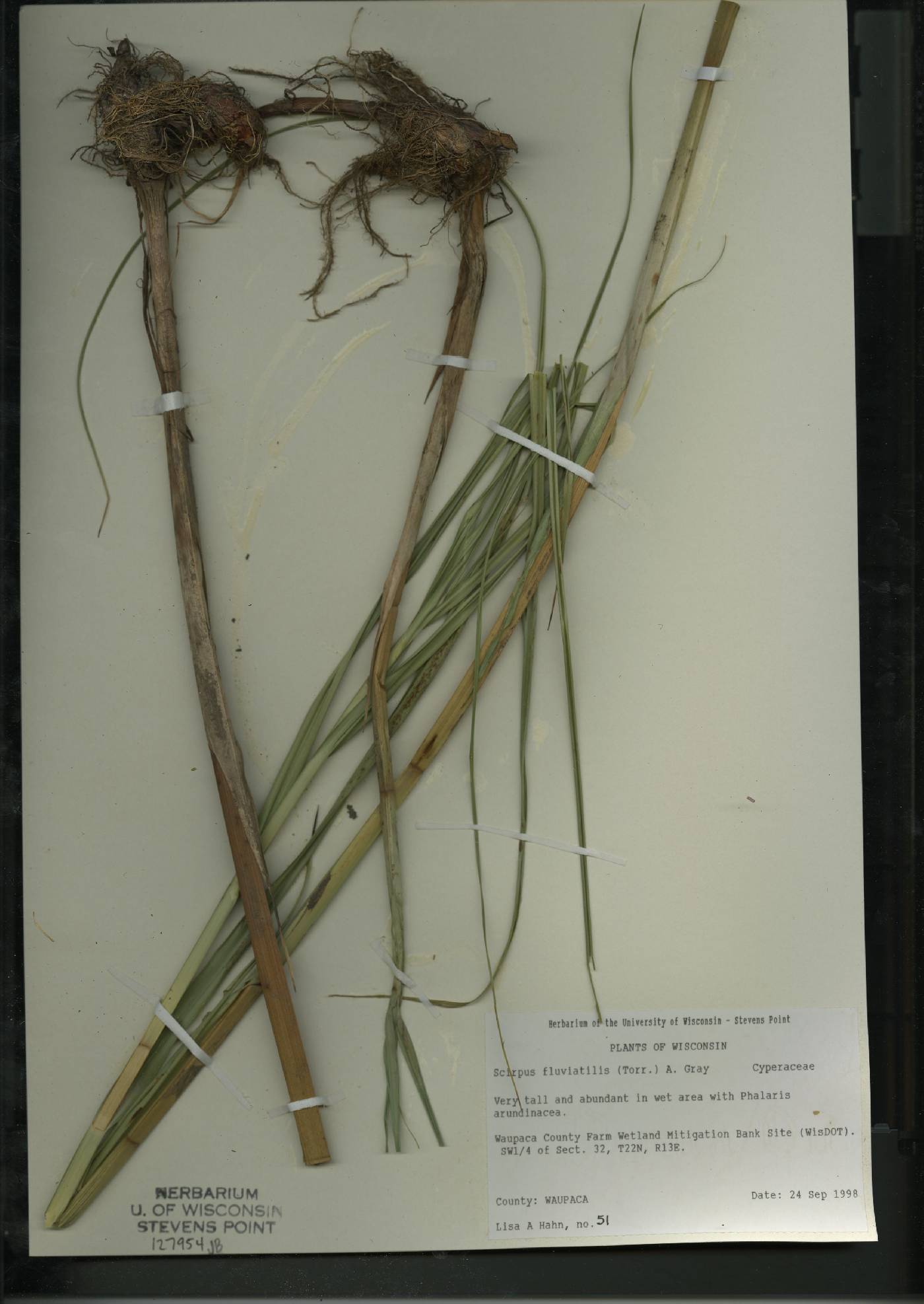 Bolboschoenus fluviatilis image