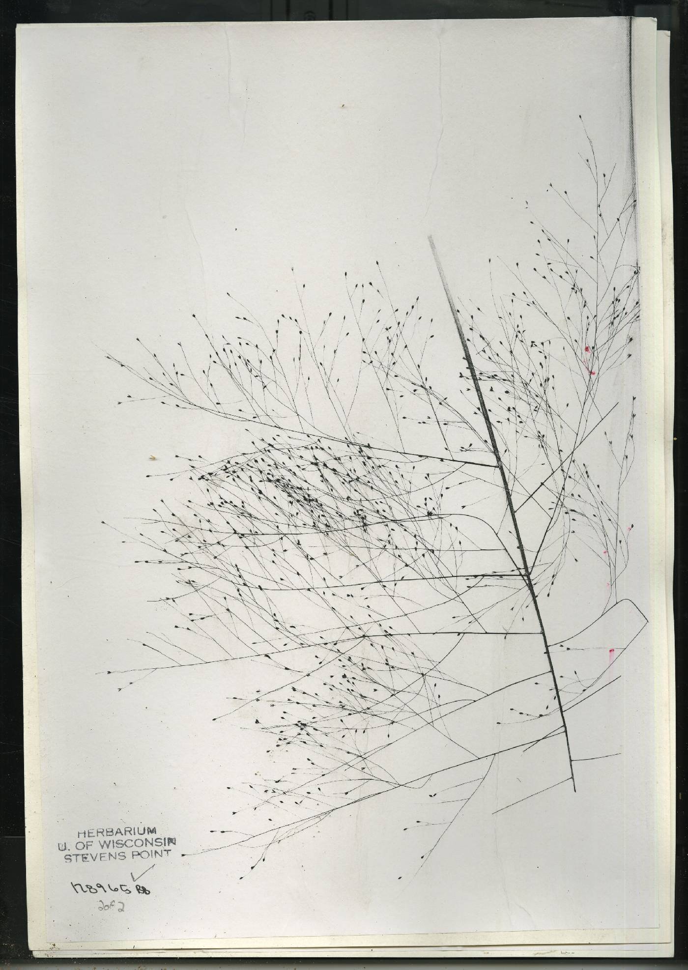 Panicum philadelphicum subsp. philadelphicum image