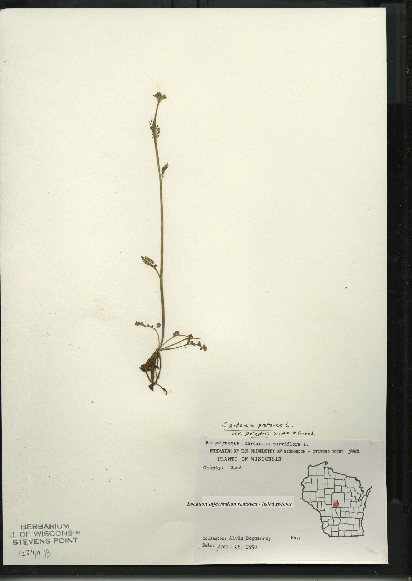 Cardamine pratensis var. palustris image