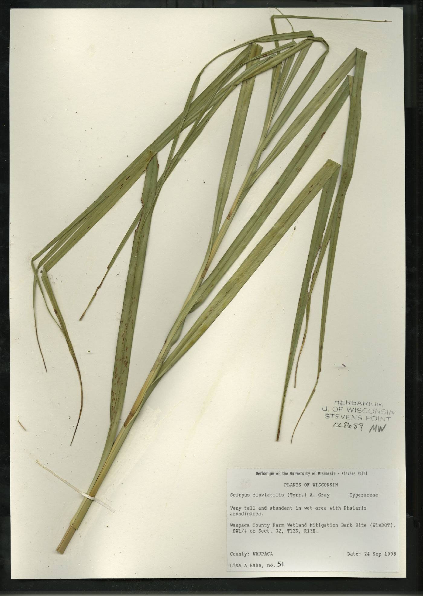 Bolboschoenus fluviatilis image