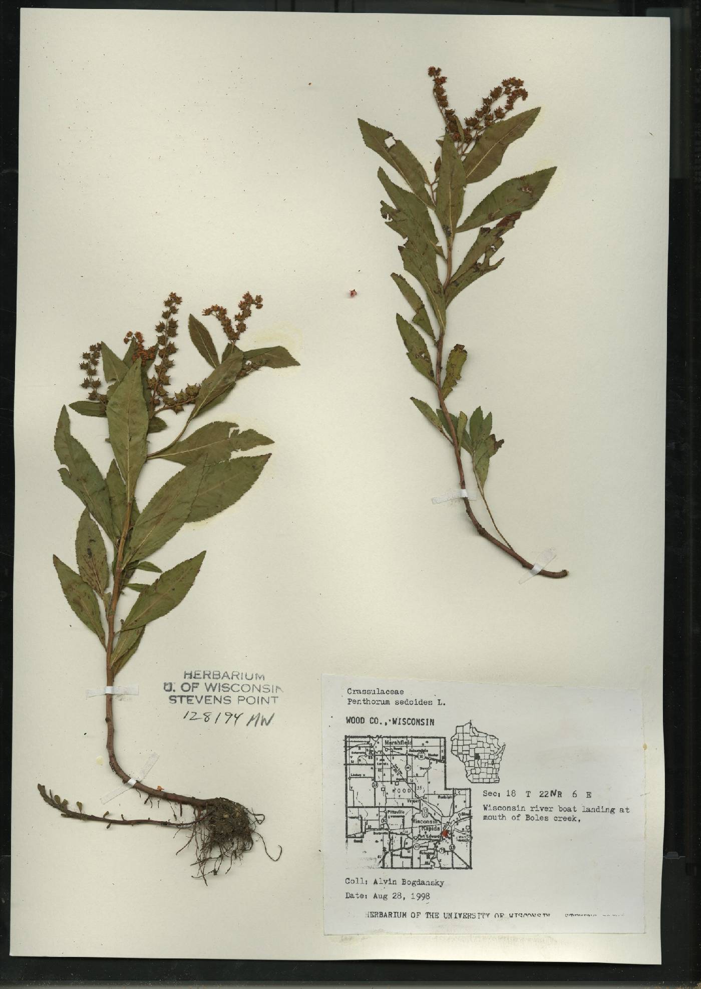 Penthorum sedoides image