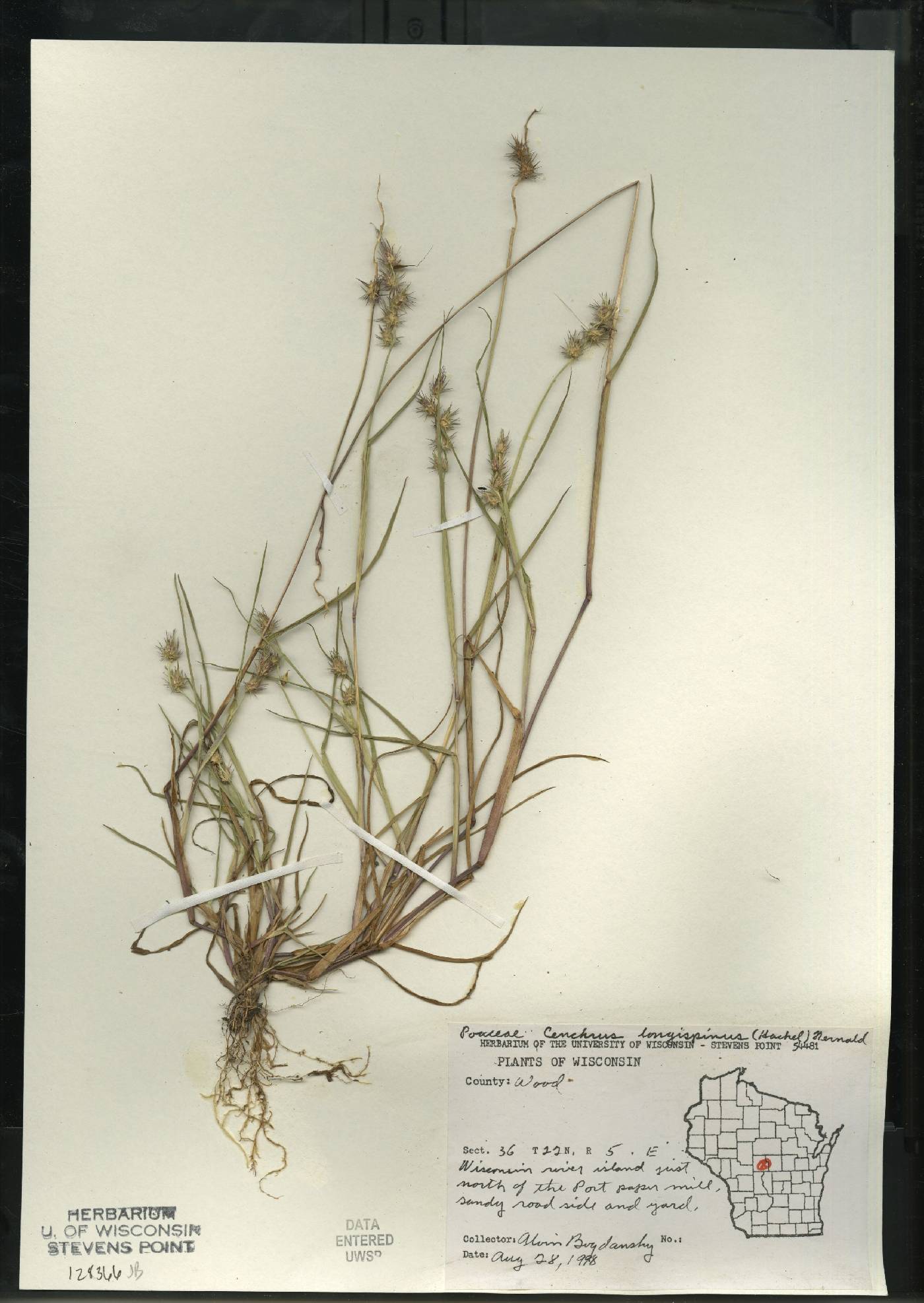 Cenchrus longispinus image