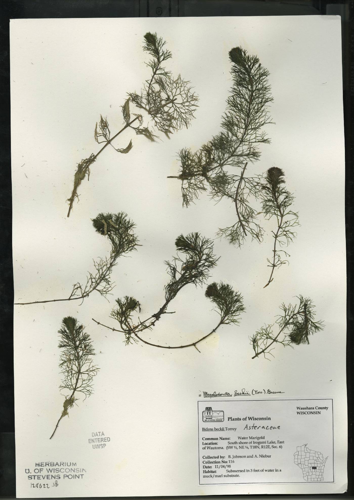 Bidens beckii image