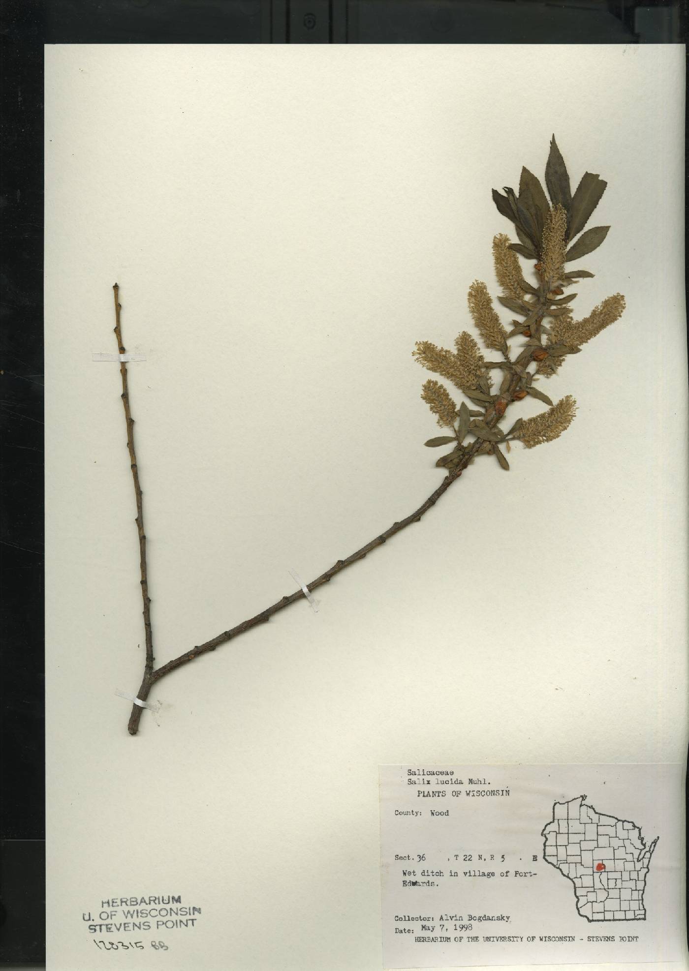 Salix lucida image