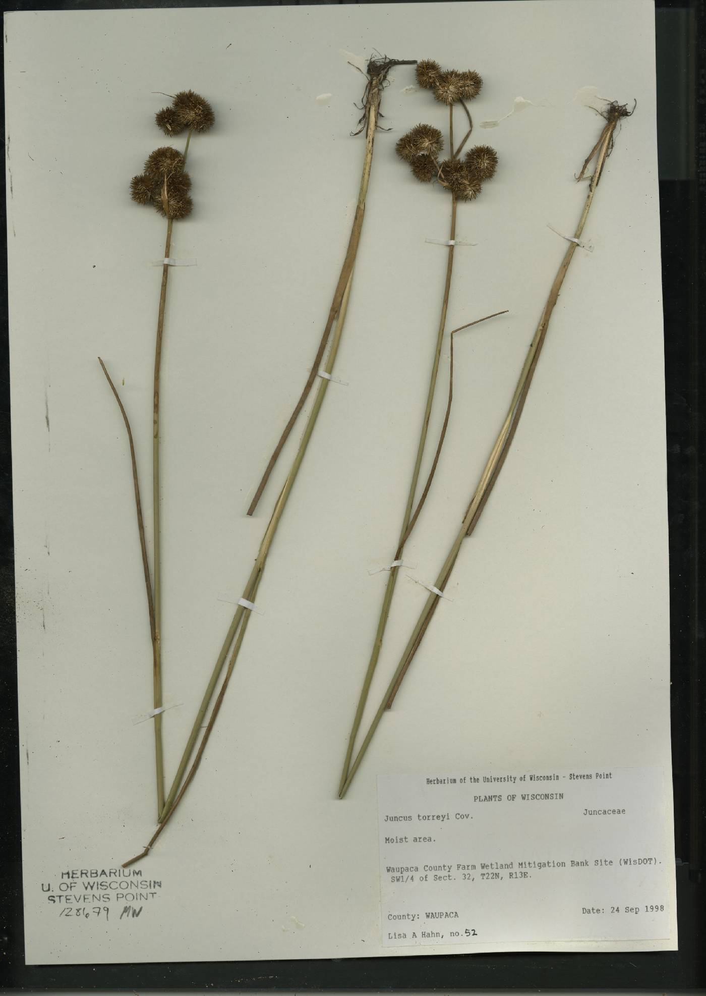 Juncus torreyi image