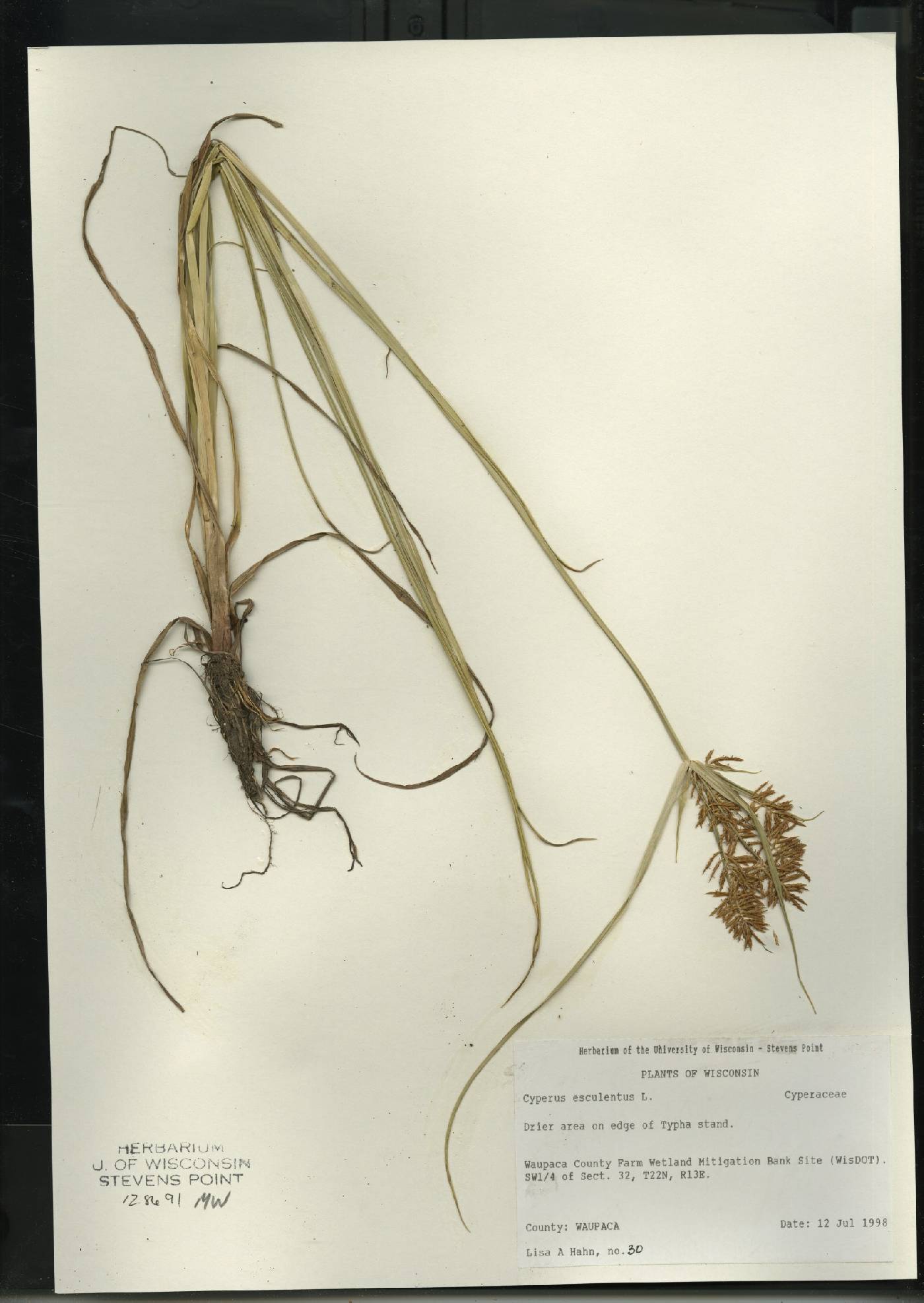 Cyperus esculentus image