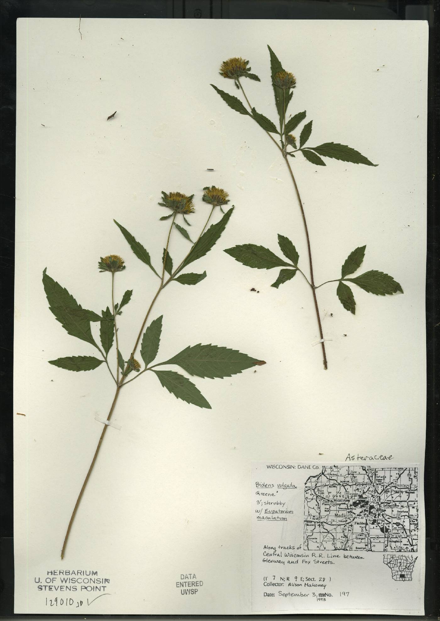 Bidens vulgata image