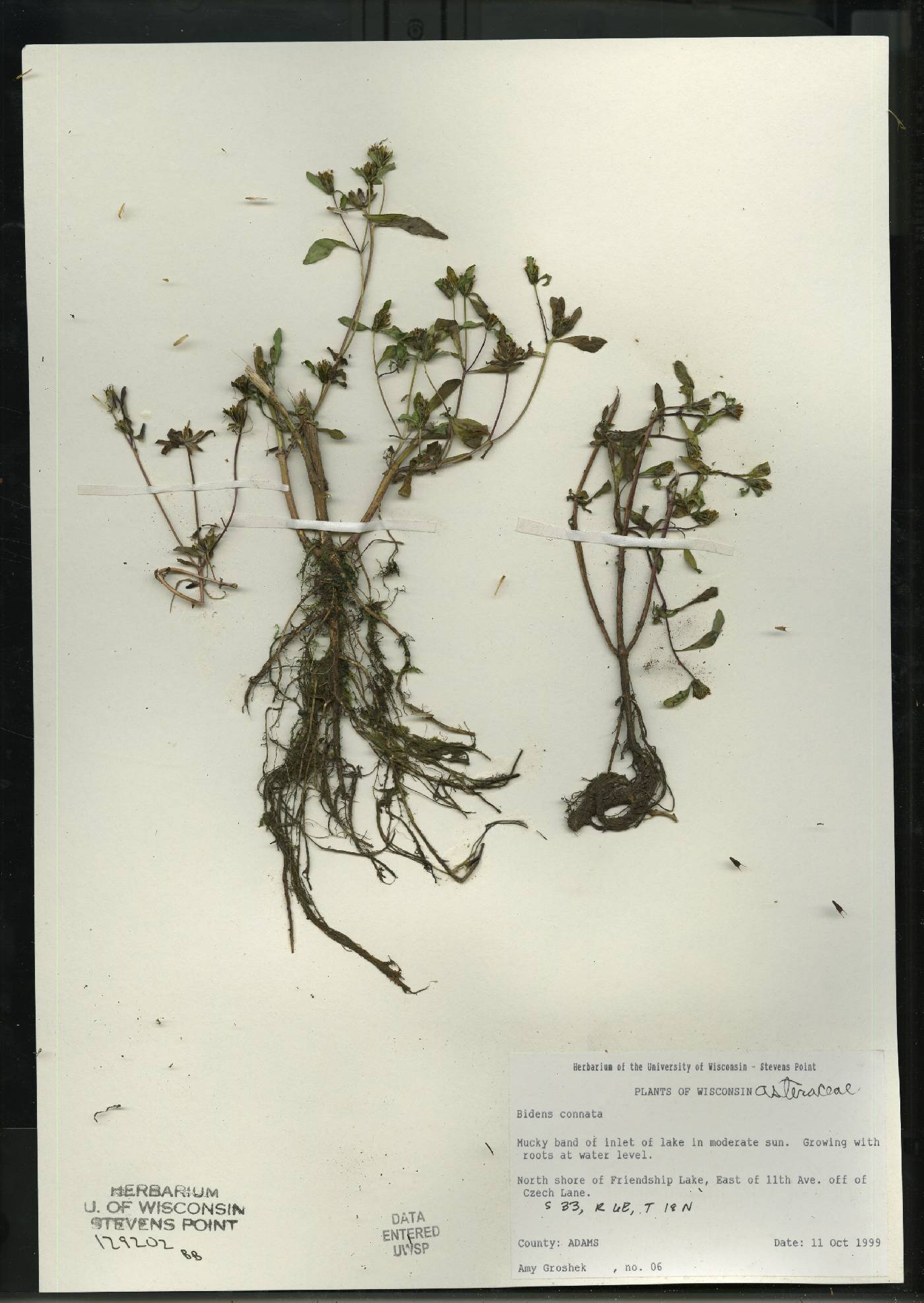Bidens connata image