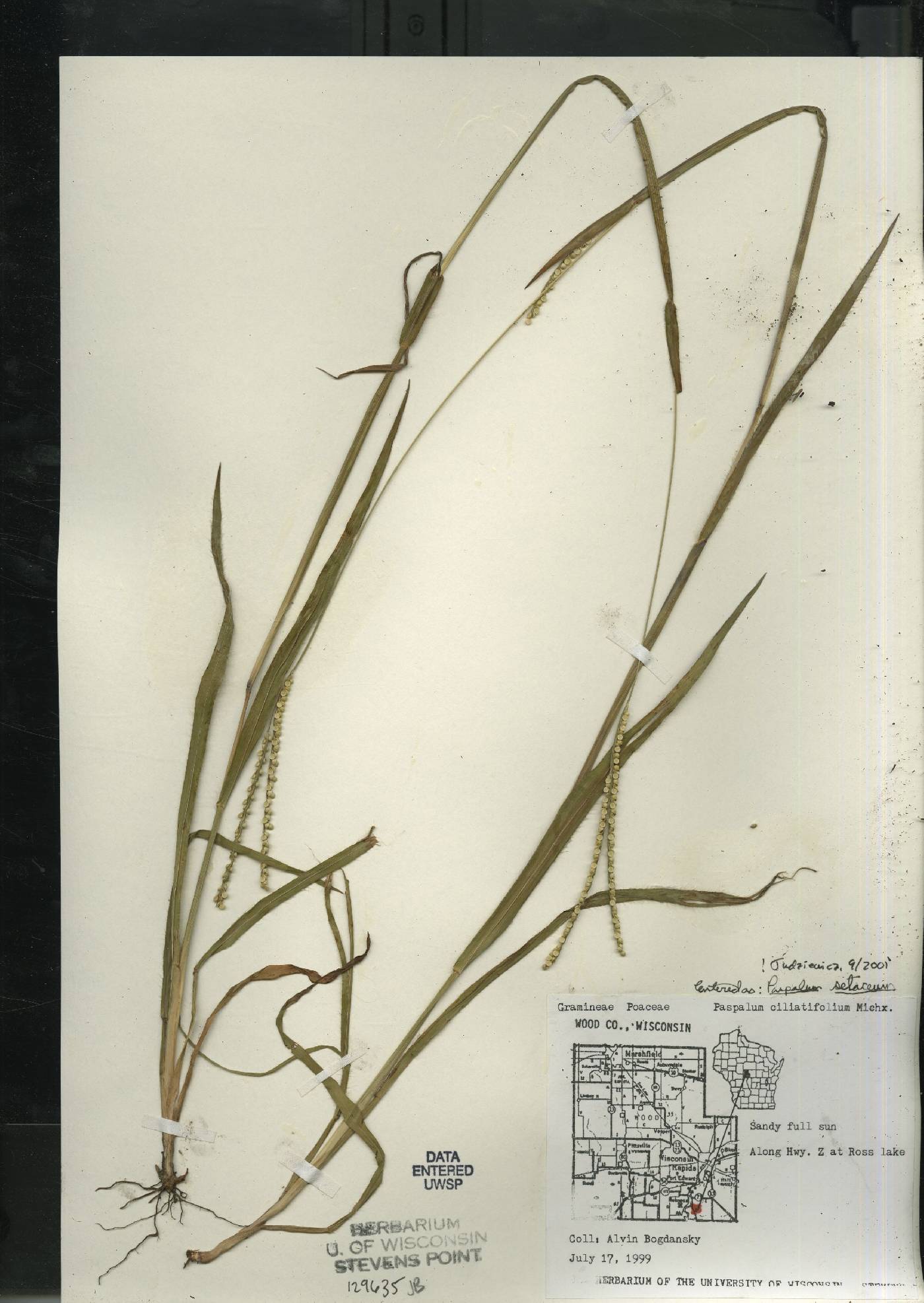 Paspalum setaceum image