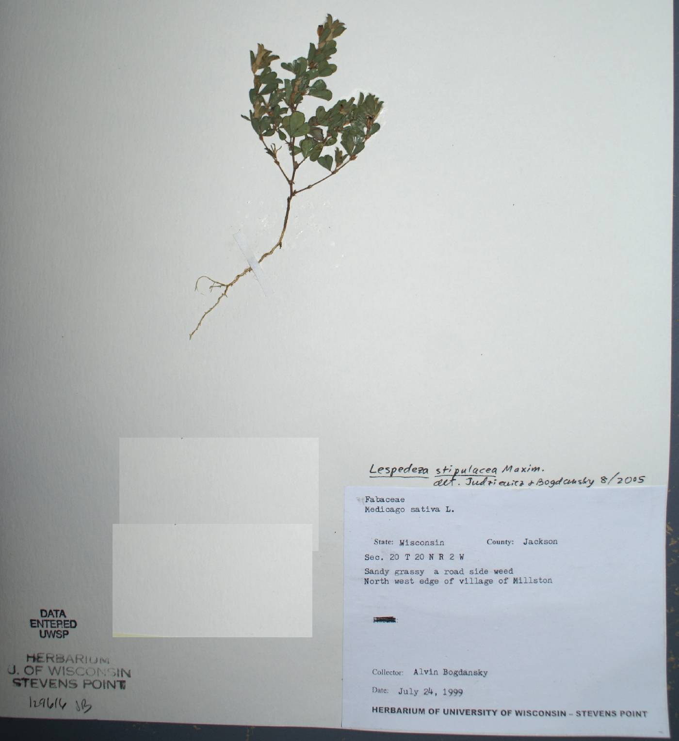 Kummerowia stipulacea image