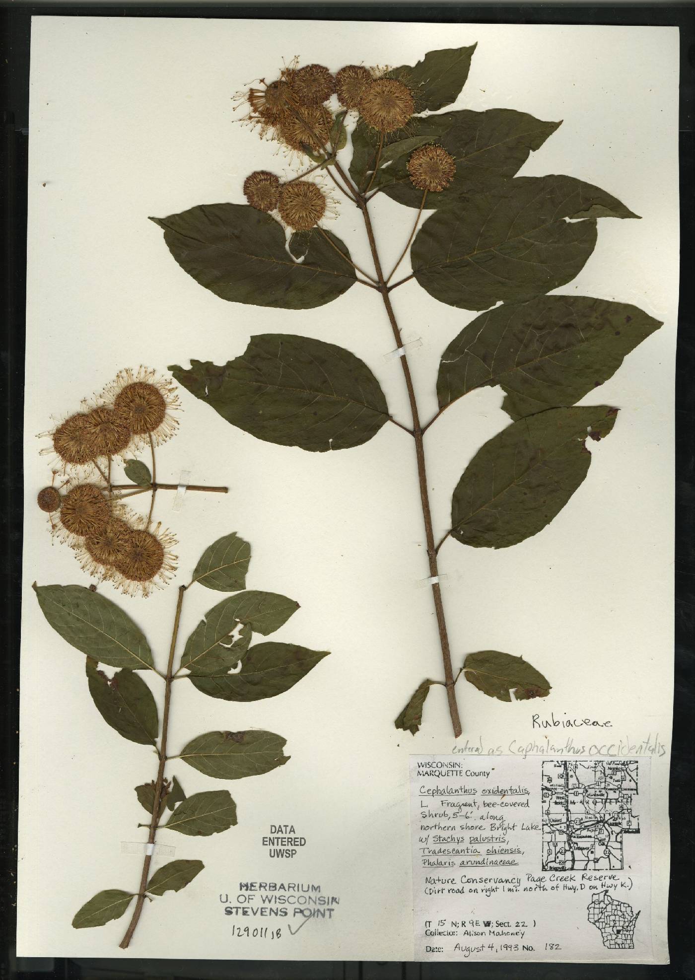 Cephalanthus occidentalis image