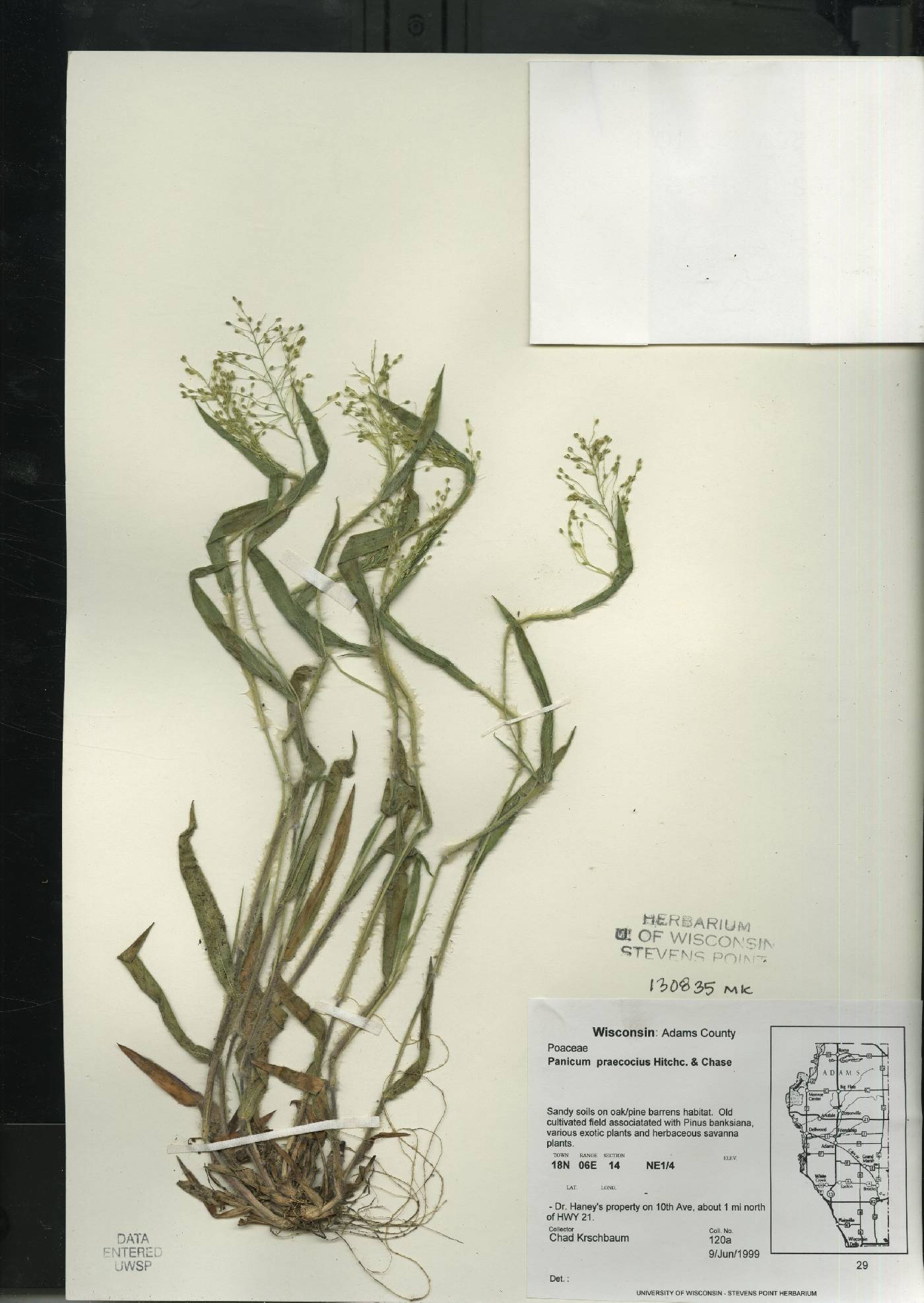 Dichanthelium villosissimum var. praecocius image