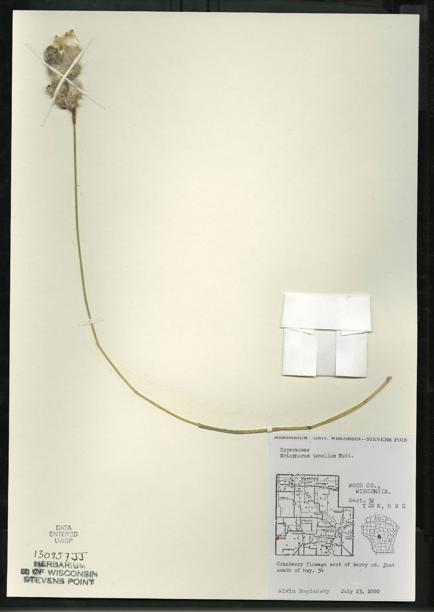 Eriophorum tenellum image