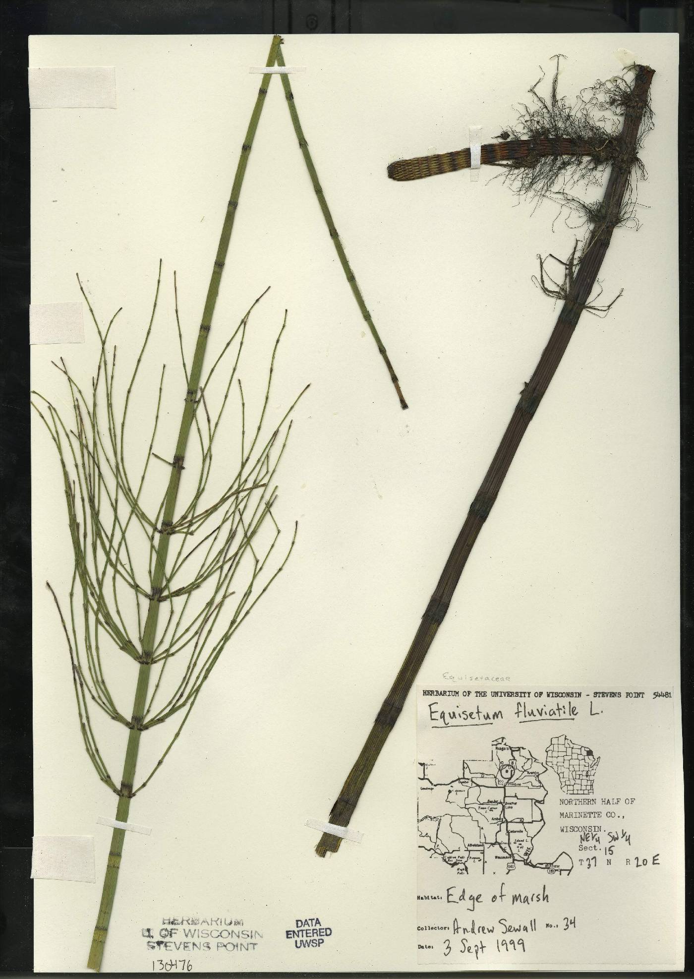 Equisetum fluviatile image