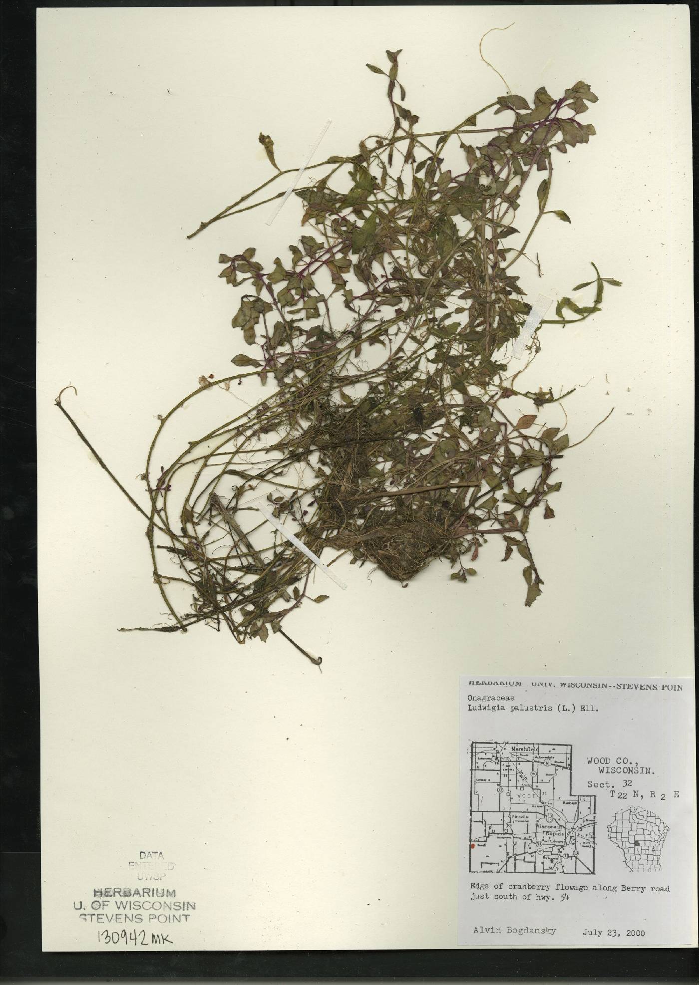 Ludwigia palustris image