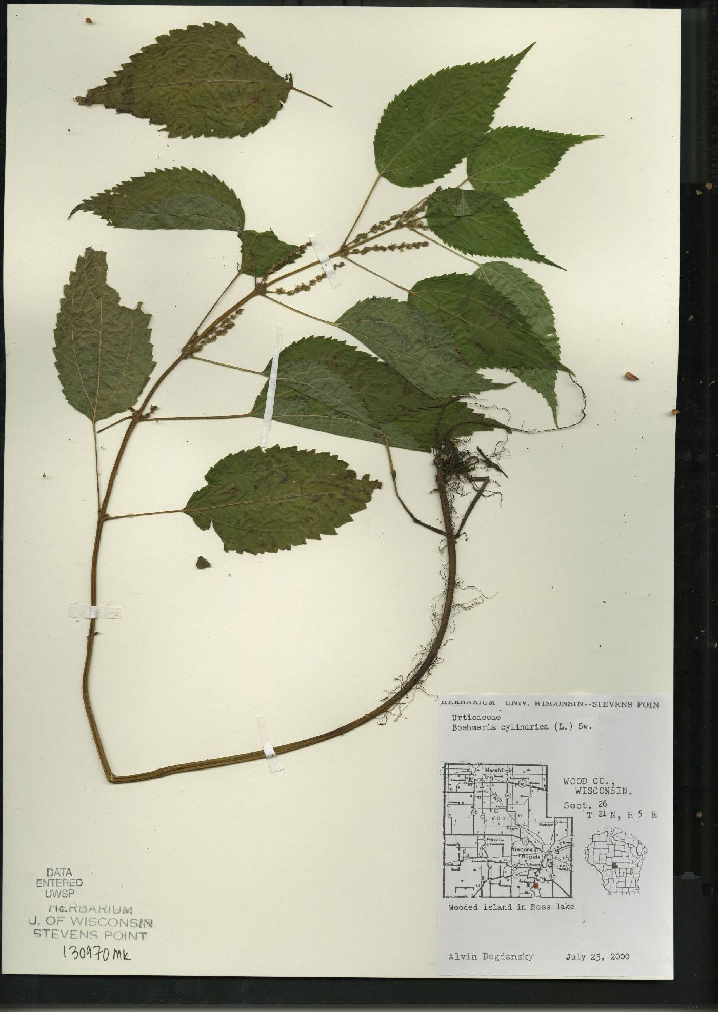 Boehmeria cylindrica image