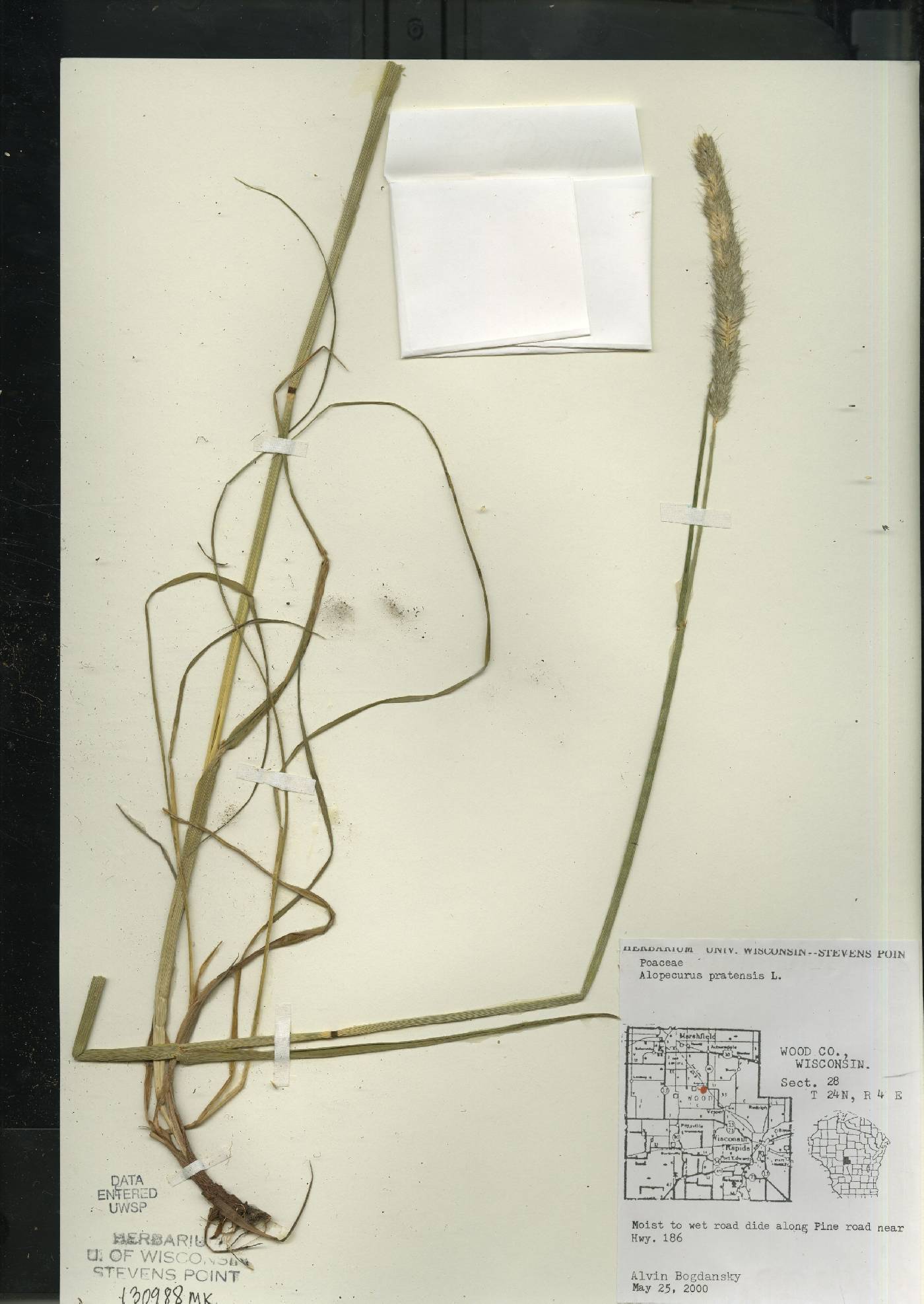 Alopecurus pratensis image