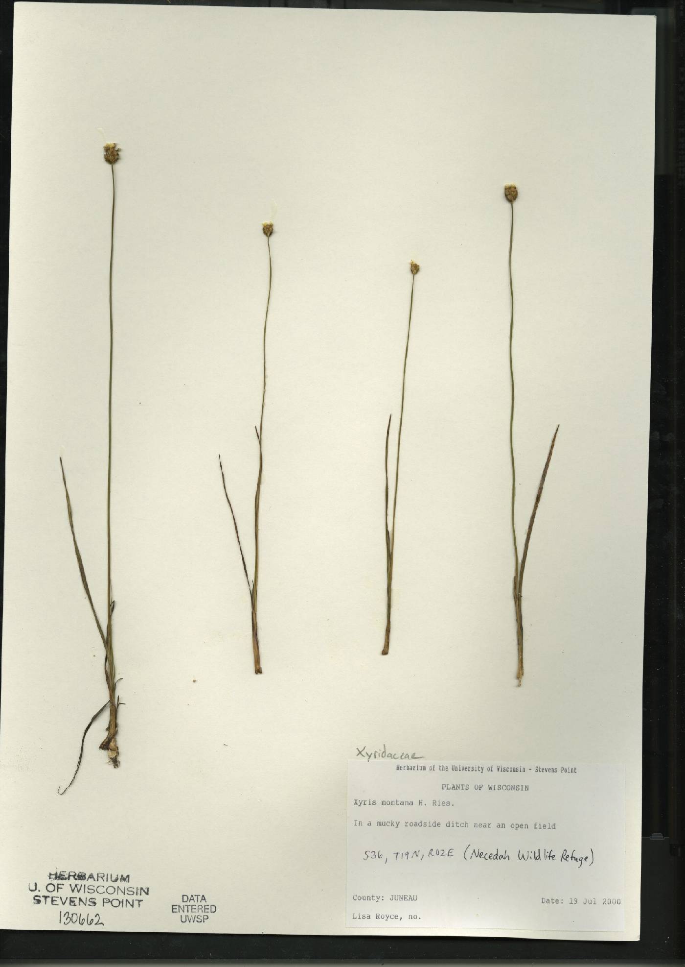 Xyris montana image