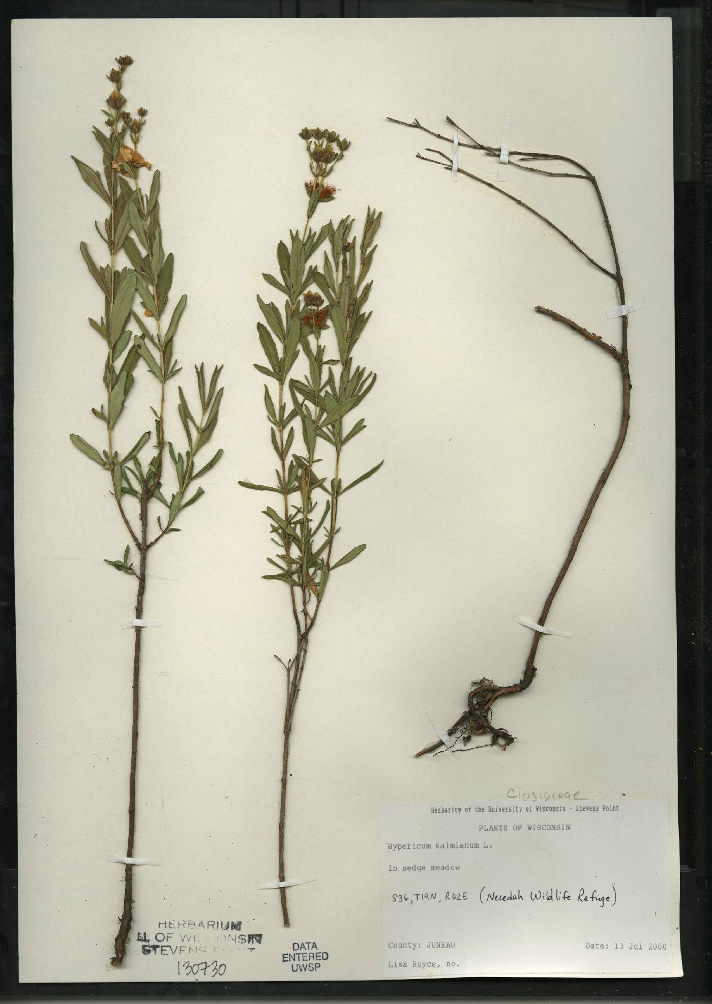 Hypericum kalmianum image