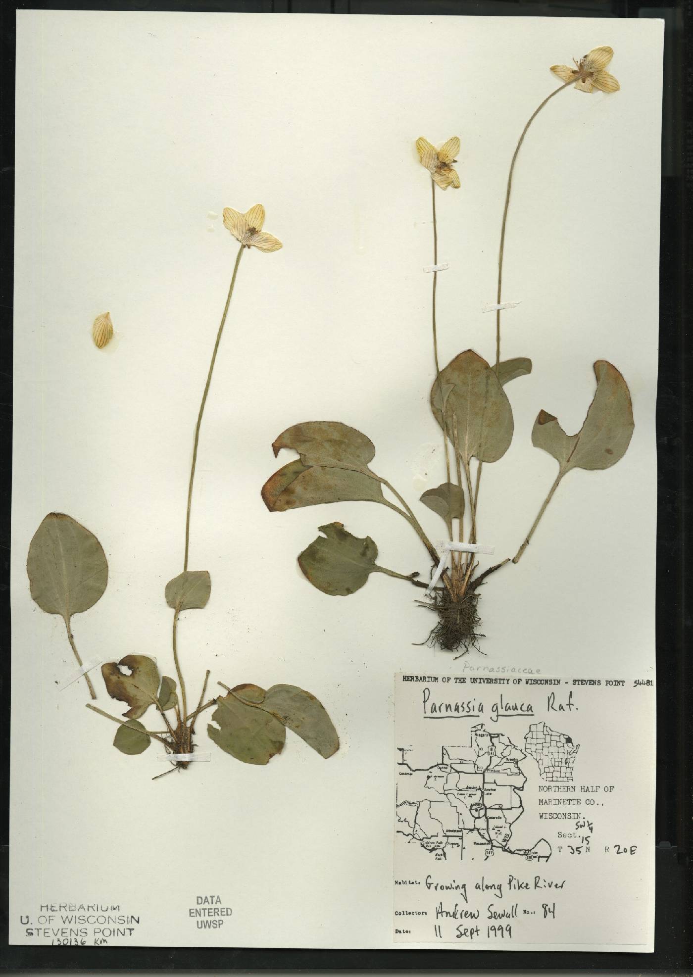 Parnassia glauca image