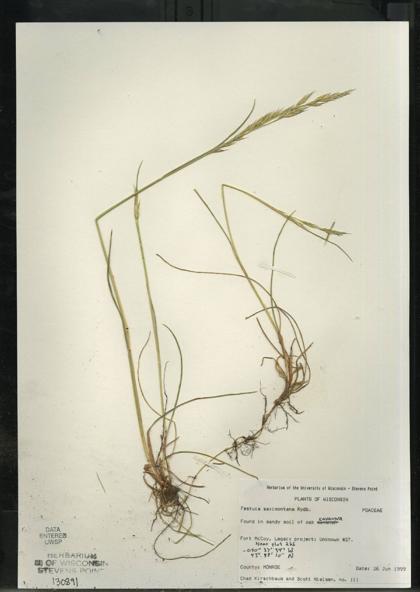 Festuca saximontana subsp. saximontana image