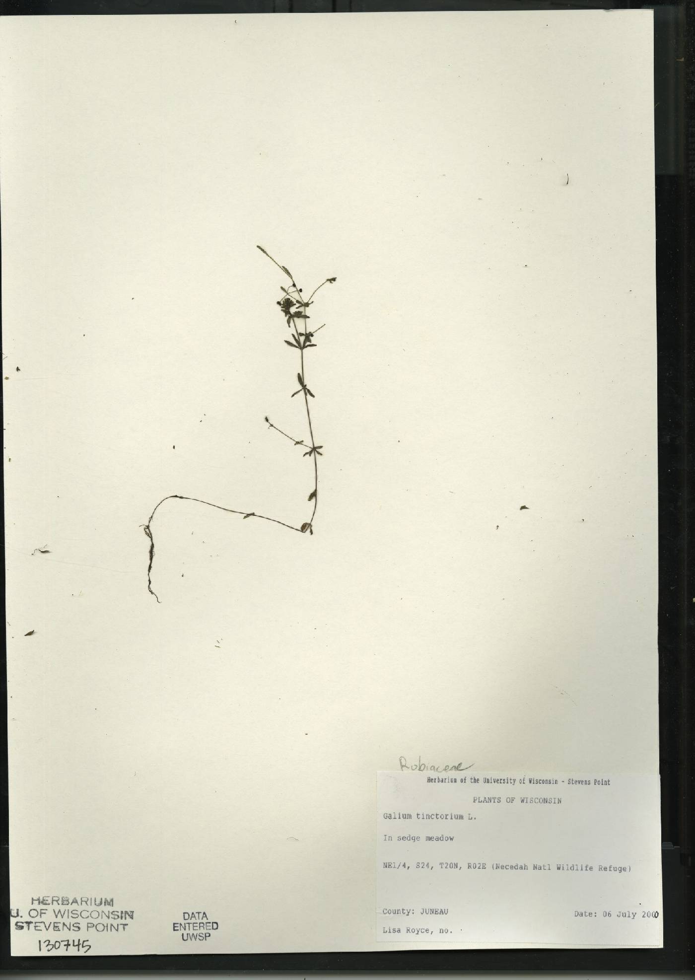 Galium tinctorium image