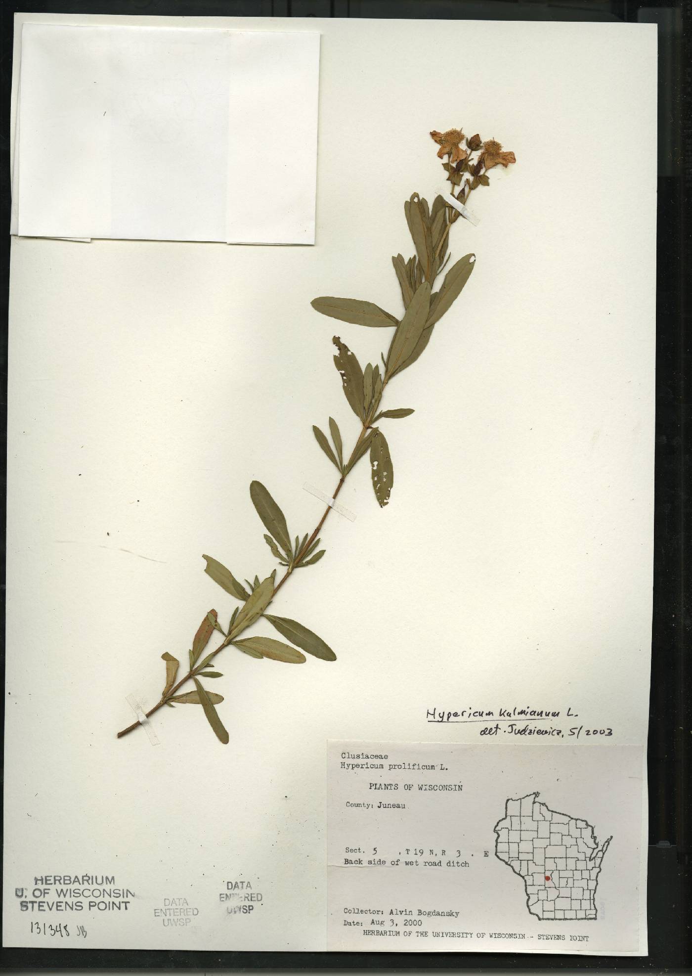 Hypericum kalmianum image