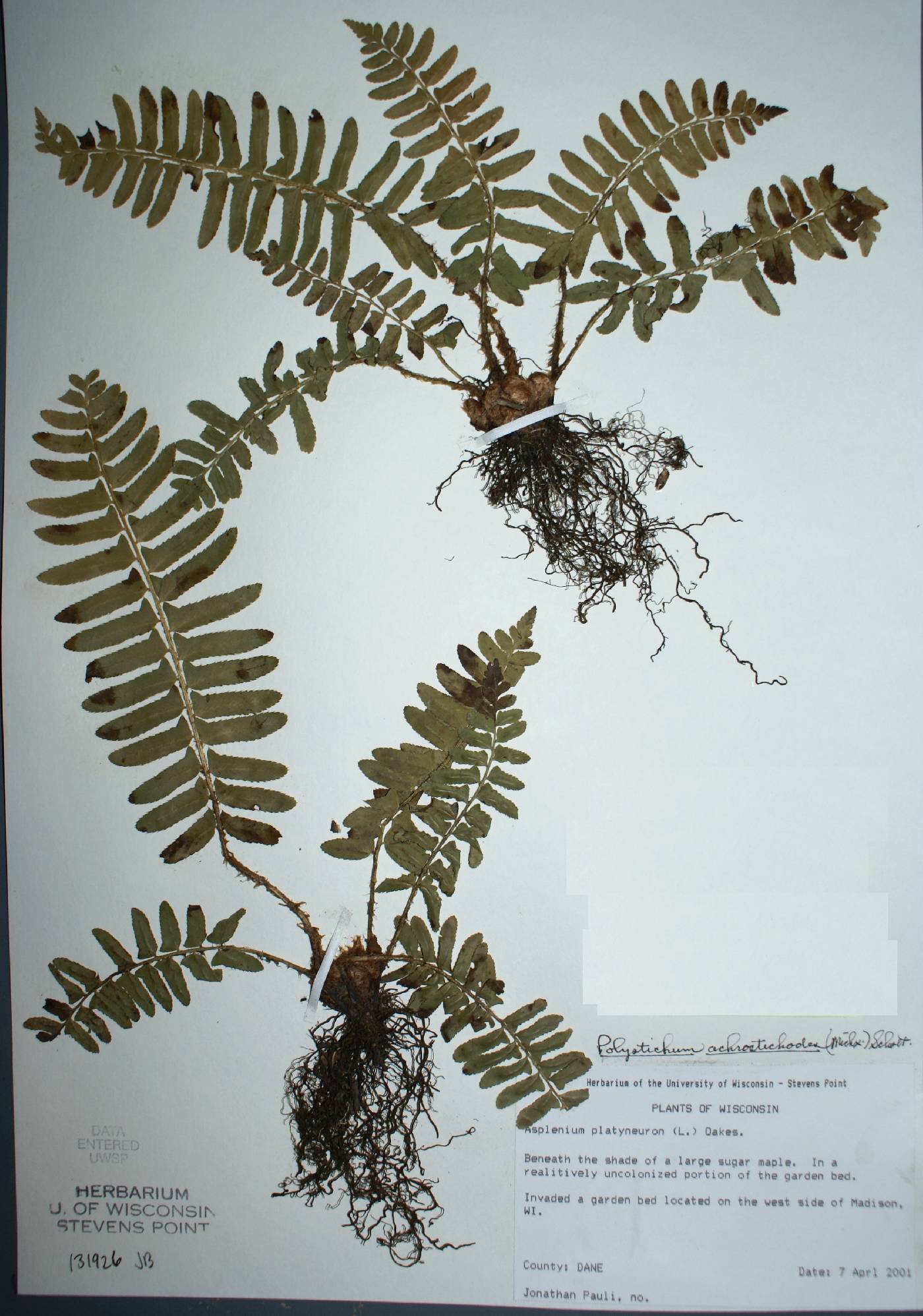Asplenium platyneuron image