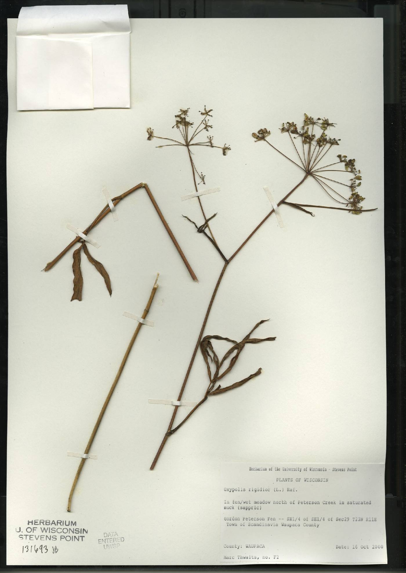 Oxypolis rigidior image
