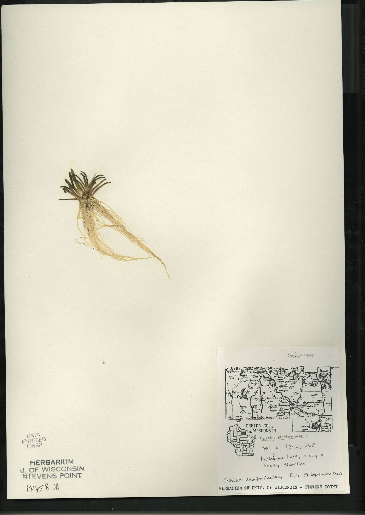 Lobelia dortmanna image