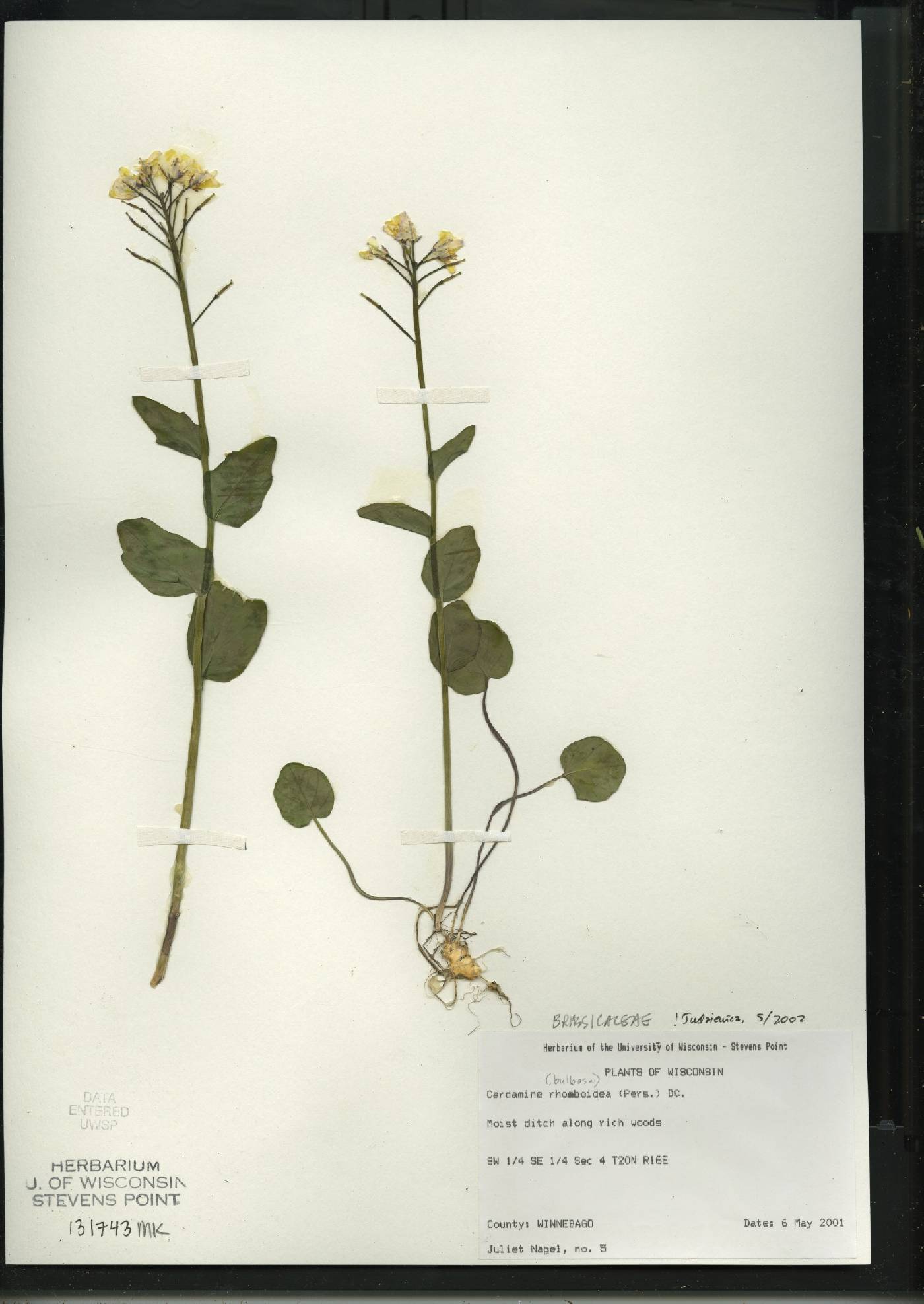 Cardamine bulbosa image