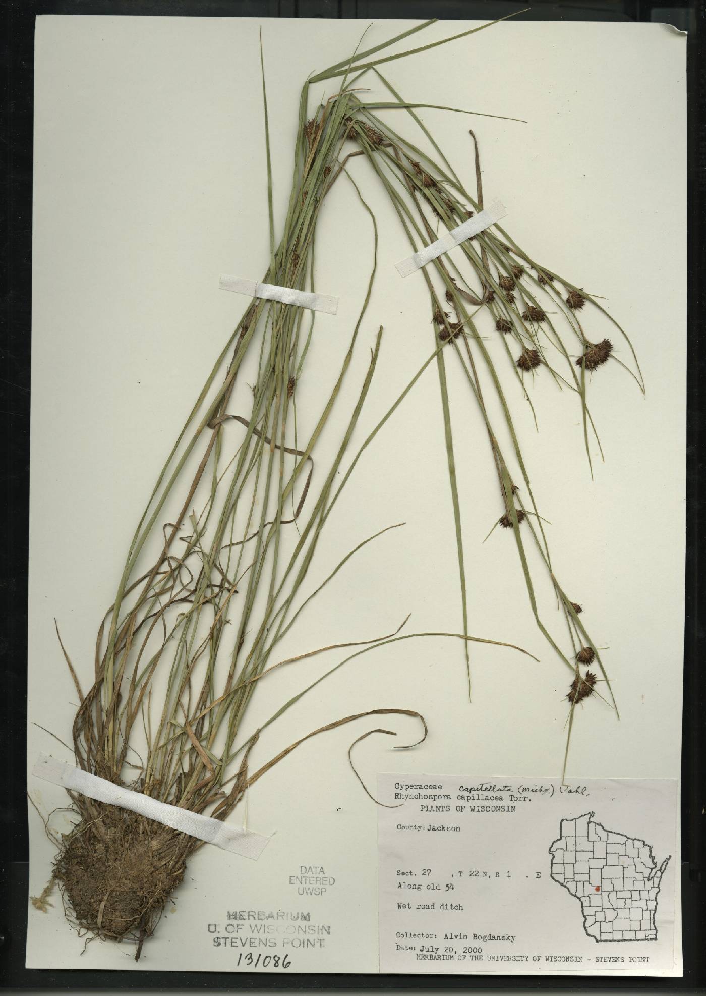 Rhynchospora capillacea image