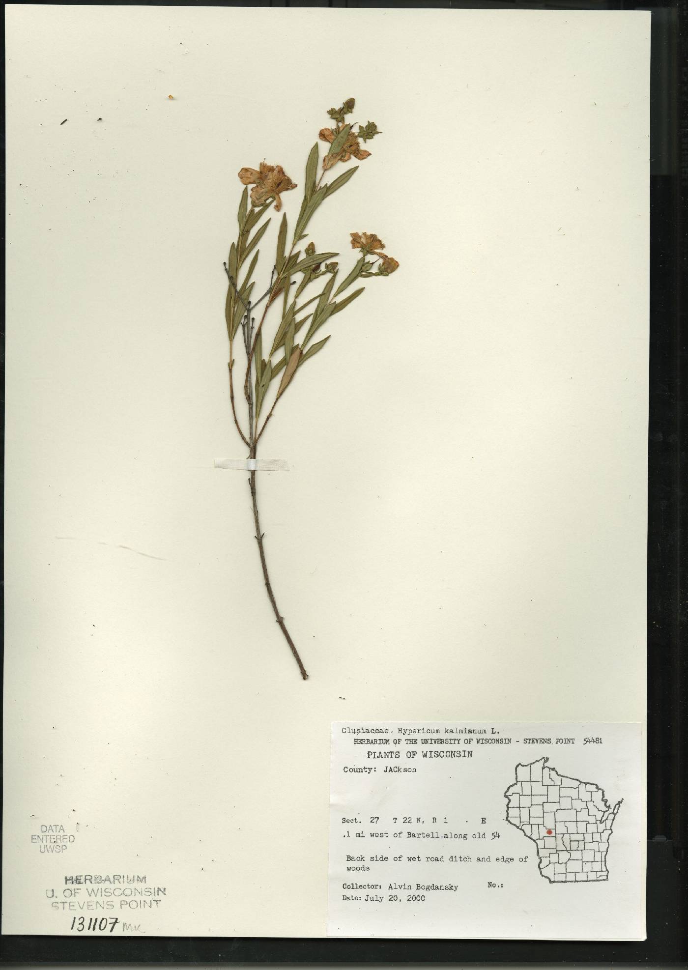 Hypericum kalmianum image