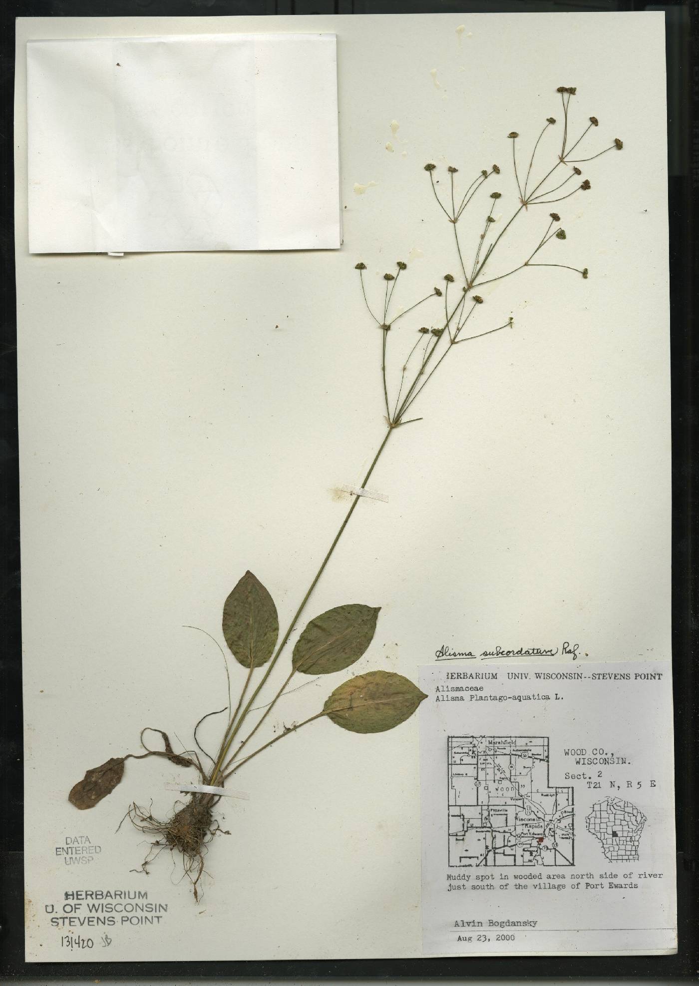 Alisma subcordatum image