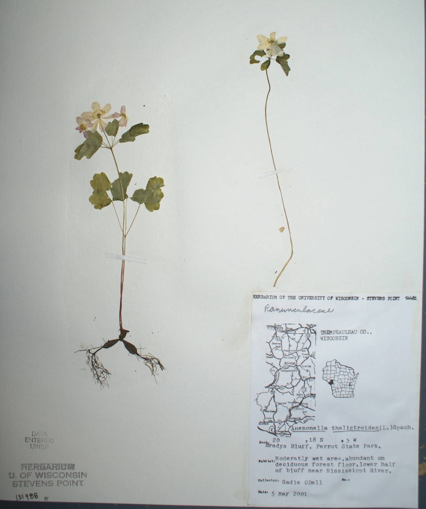 Thalictrum thalictroides image