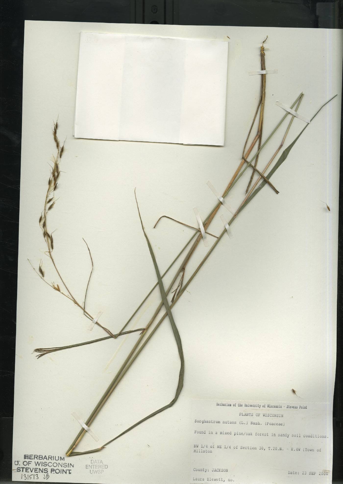 Sorghastrum nutans image