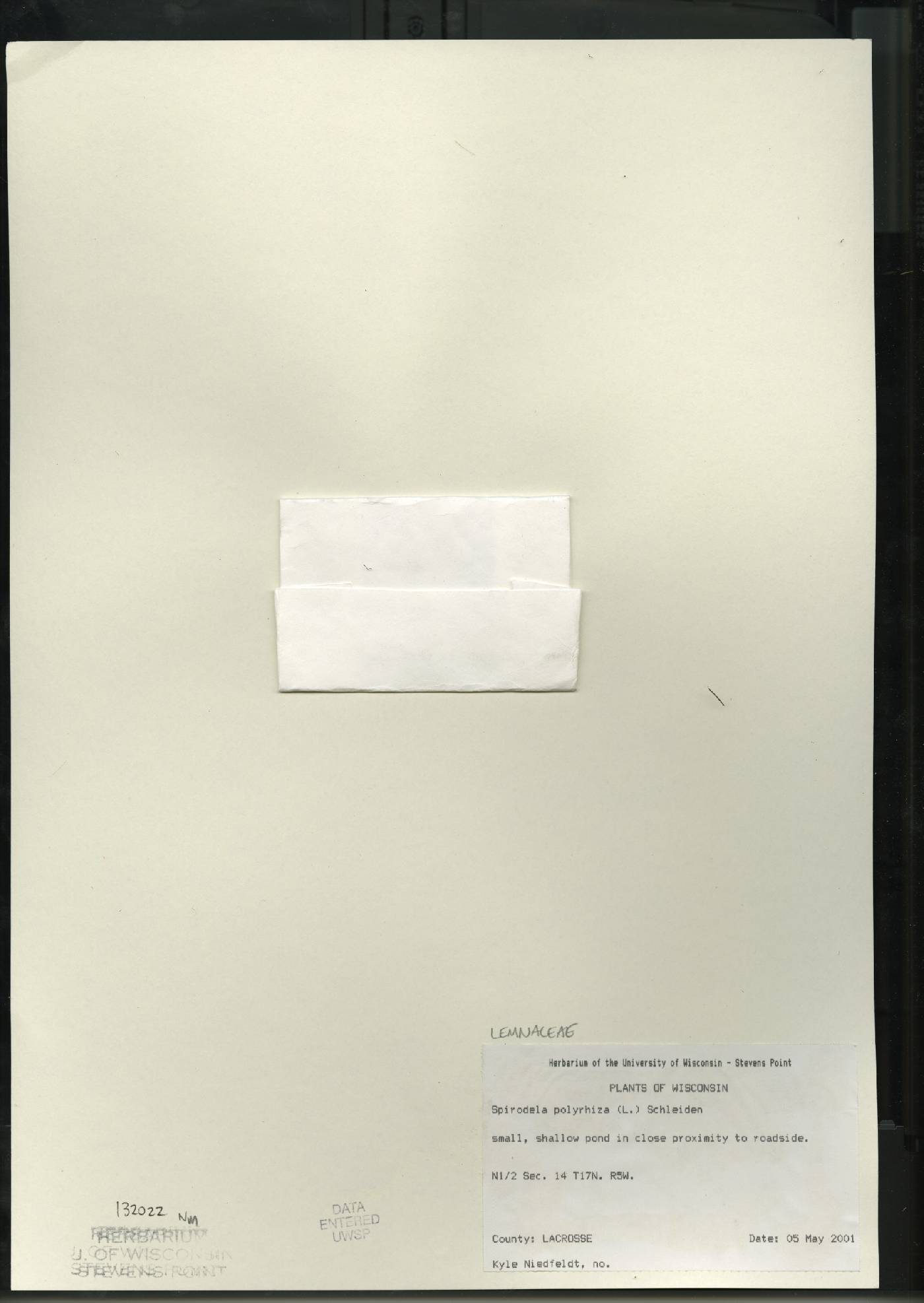 Spirodela polyrrhiza image
