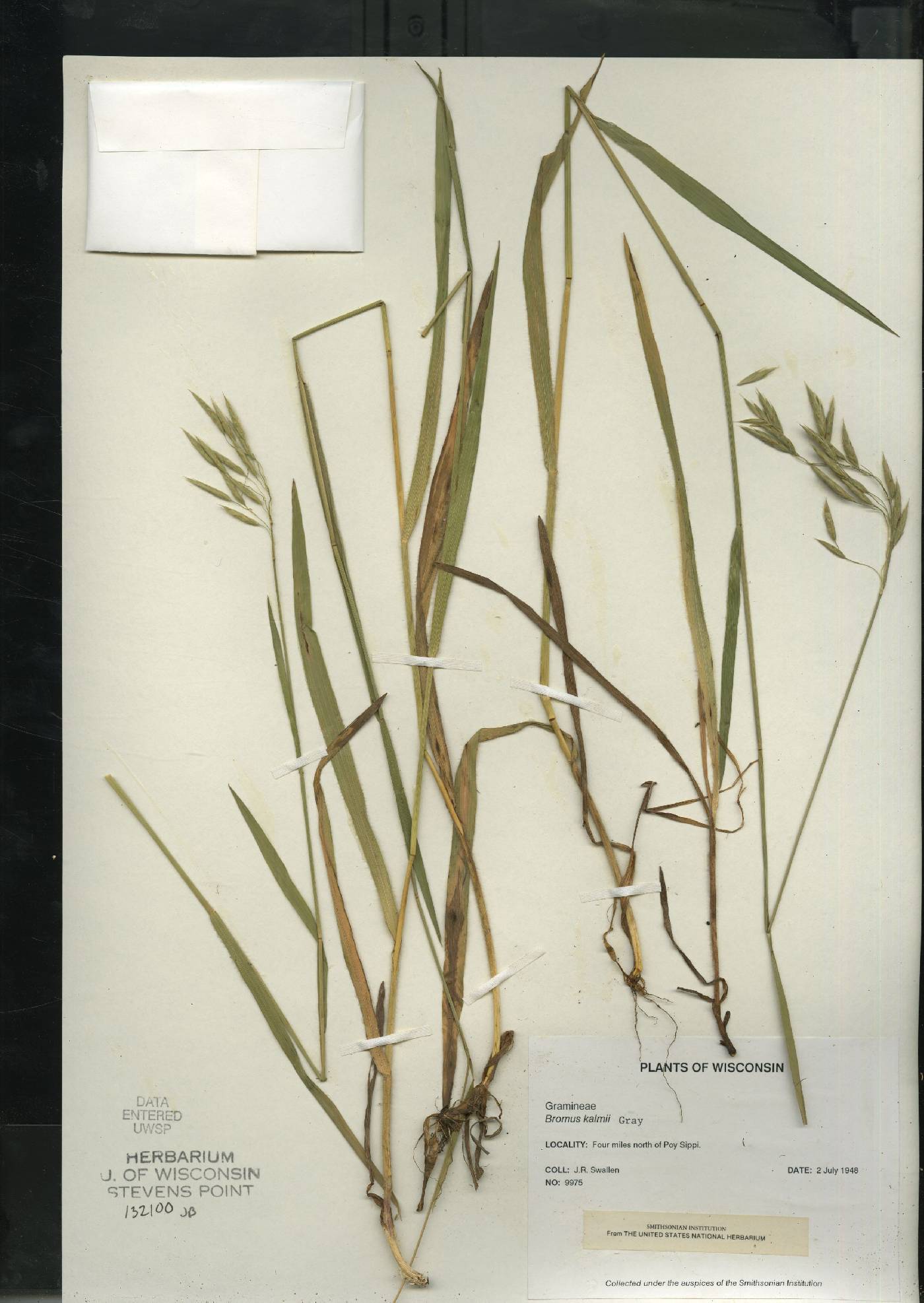 Bromus kalmii image