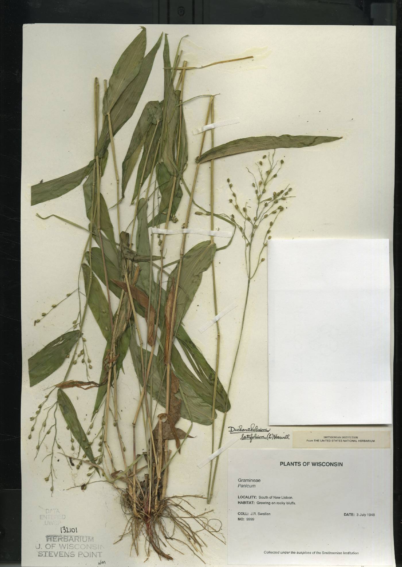 Dichanthelium latifolium image