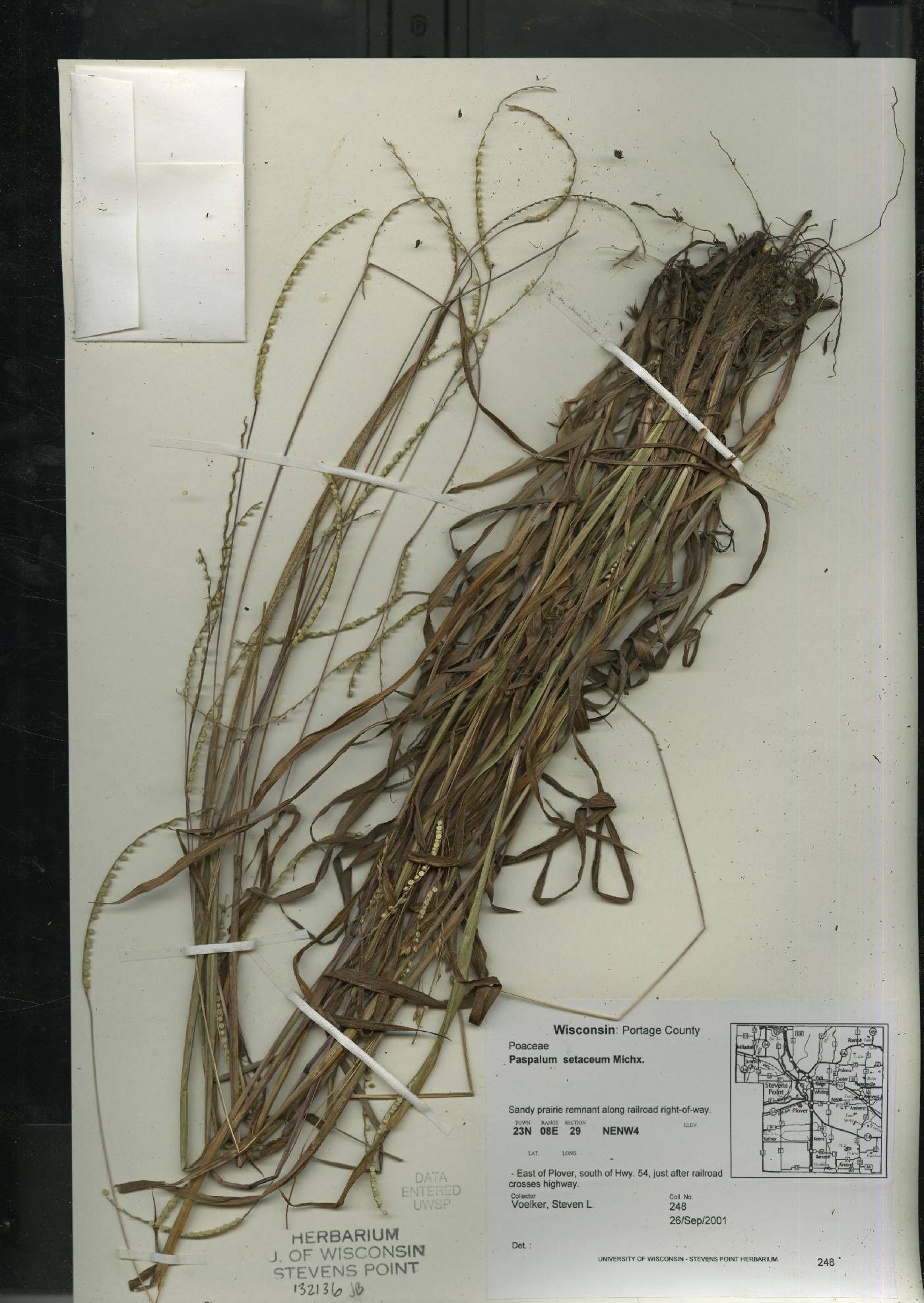 Paspalum setaceum image