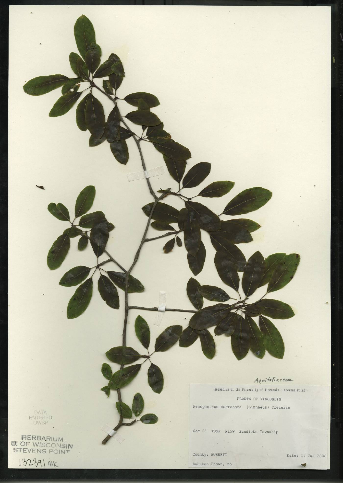 Ilex mucronata image