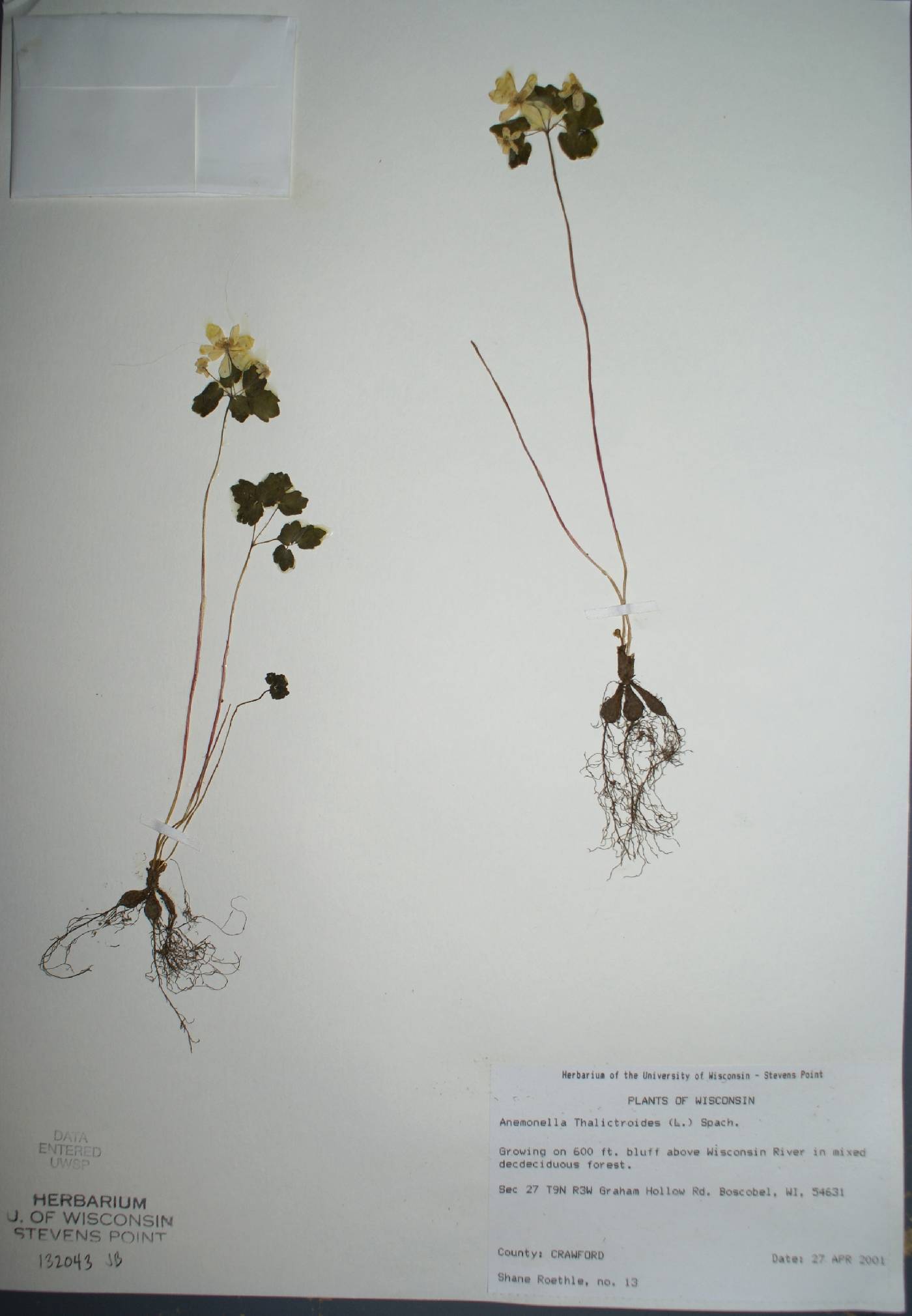 Thalictrum thalictroides image